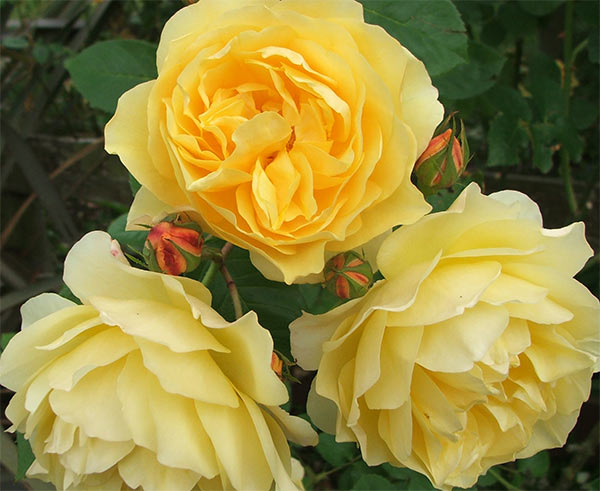  The much loved David Austin yellow. 