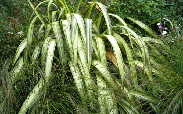  This flax is called Cream Delight. 