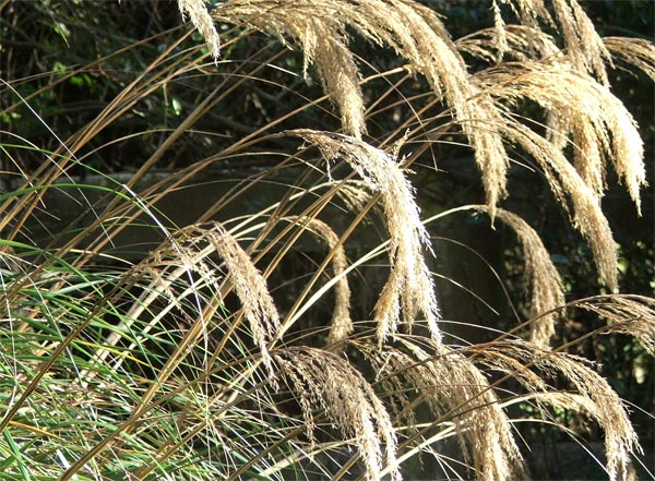  This is one of the lovely ornamental grasses by the woodshed. 