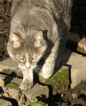  Jerome is one of the older lady cats at Mooseys.  