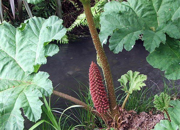  Growing by the water race, this amazing perennial looks positively tropical. 