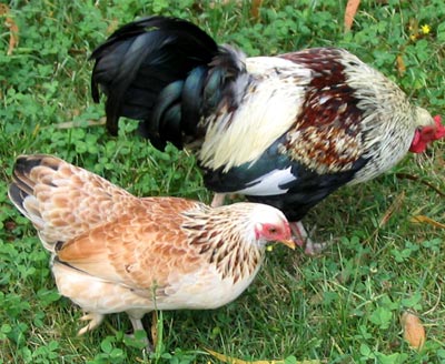  Henlet is the solitary chicken that brown hen hatched and raised. 