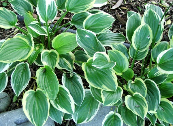  Some of the hostas which already live in the quiet shade of the Willow tree. 