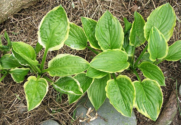  This is the month of  the hosta - fresh new growth everywhere. 