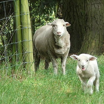  George was my first pet lamb. 