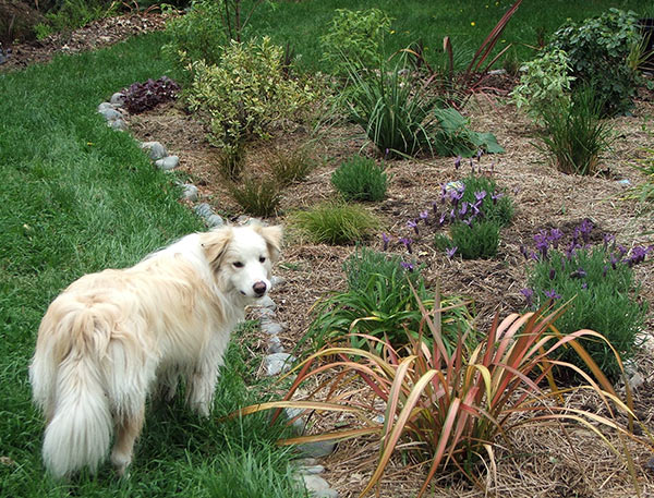  Rusty the puppy likes to get into my garden photographs. 