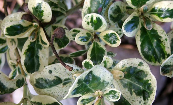  This plant is slightly frost tender, so I grow it in a pot by the garage. 