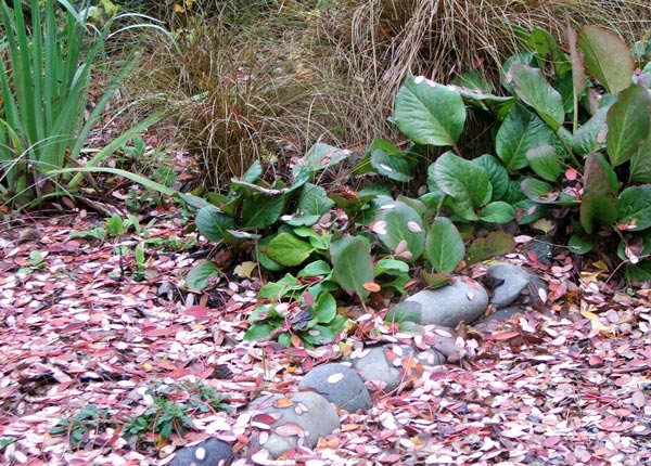  I love these foliage plants. 