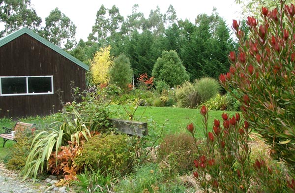  The shrub in the foreground is a Leucadendron Safari Sunset. 