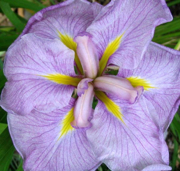  This summer my Japanese irises are suddenly bulking out nicely.  