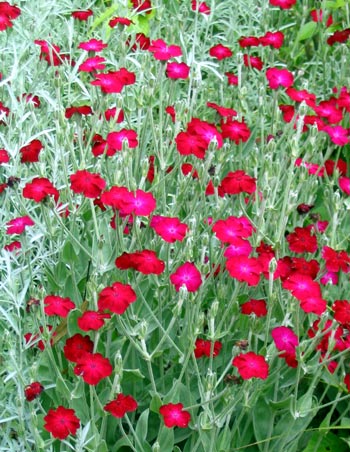 Flowering Plants on Brilliant Perennial Which Brightens Up The Garden