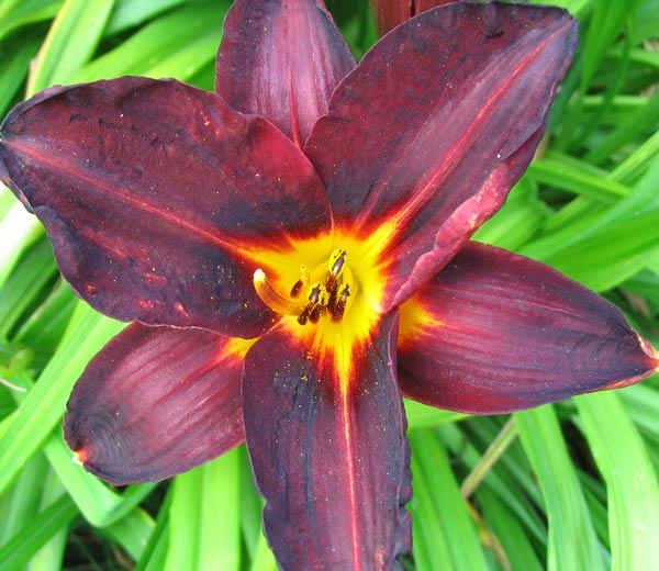  This daylily grows near a dark red flax - a stylish combination! 