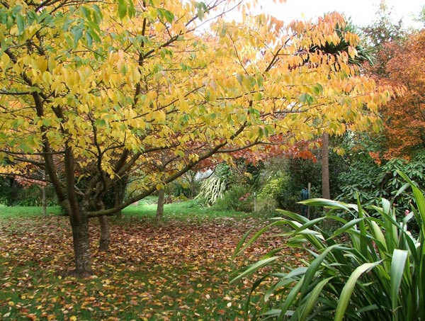  This photo was obviously taken before the leaves fell! 