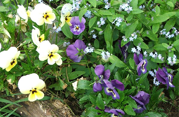  Beautiful late spring flowers. 