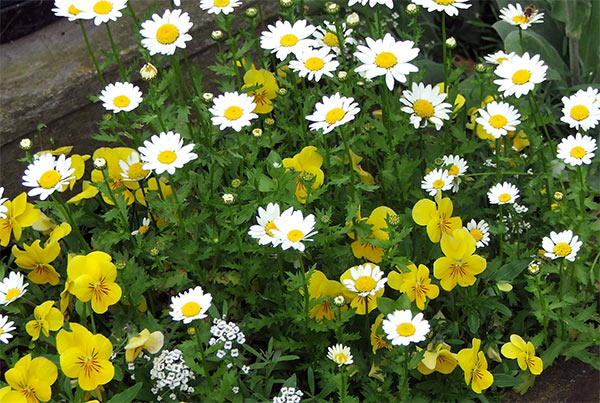  Summer sunshine, and bright yellow flowers - perfect! 