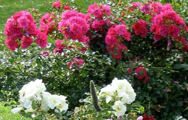  These are both Flower Carpet roses. 