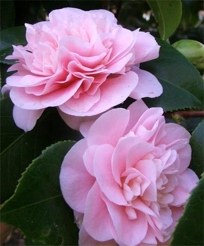 Flower on Pink Flower Camellia Jpg