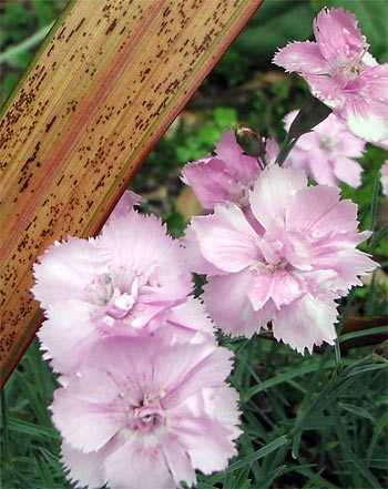  One of my fifty cent (sale price) Dianthus plants which grows by the house.  