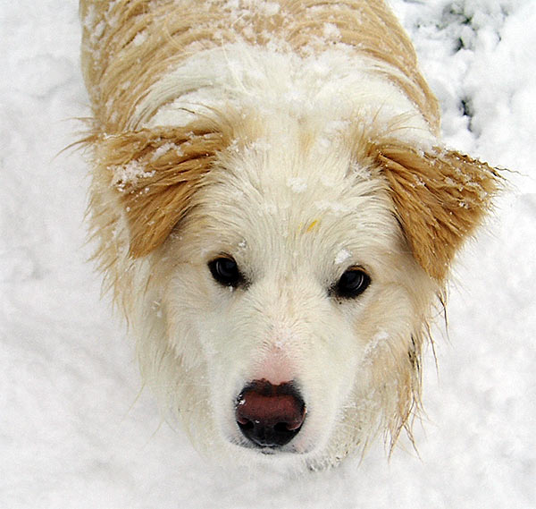  Rusty the puppy enjoyed his first snow experience. 