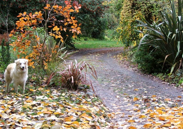  More late autumn leaves which need raking up. 