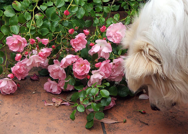  Apple Blossom Pink Flower Carpet roses flopping onto the patio. 