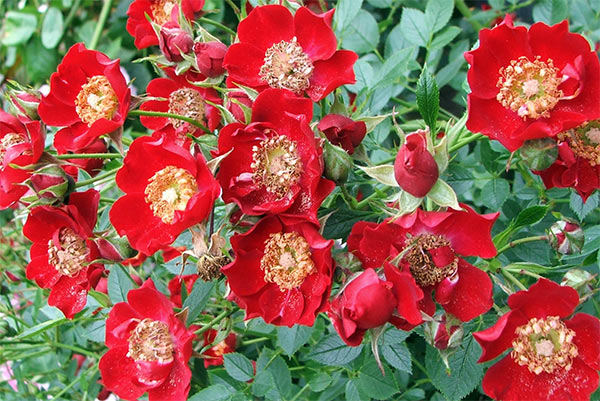  This rose was one of my first bargain bin roses, and brightens up the Stables Garden. 