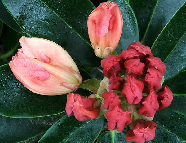  The flowers have brick red buds, then open to cream coloured flowers! Strange! 