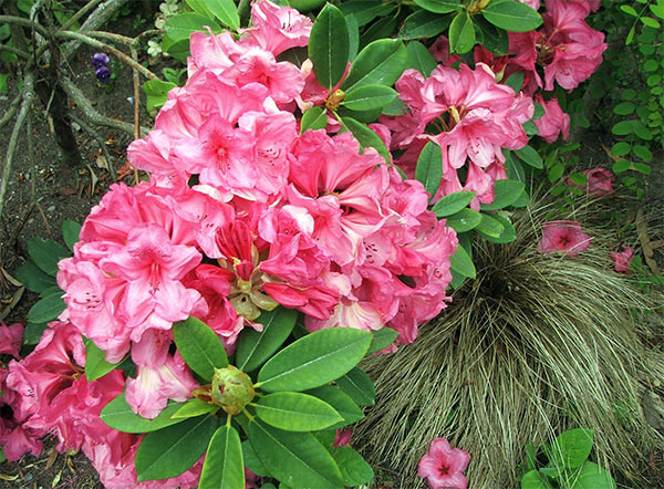  Flowering bravely in the summer heat. 