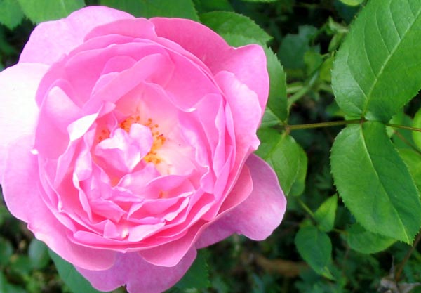  Mary rose is one of my David Austin roses. 