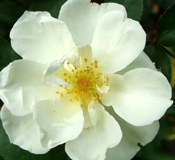  A beautiful pearly white with quite small flowers. 