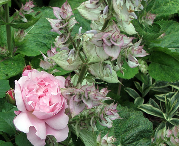  Clary sage is a great short-lived perennial for textural interest. 