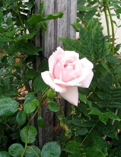  There are still a few brave shoots of this rose trying to grow up the house pergola. 
