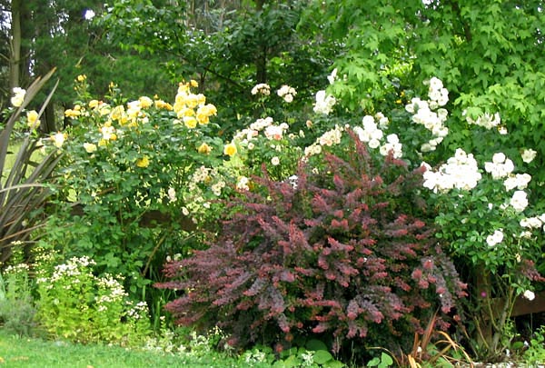  Graham Thomas, white Iceberg, and Phyllis Bide keep company with a Berberis shrub. 