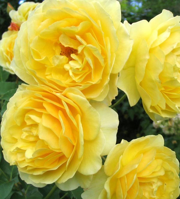  These are probably the most famous of the David Austin  yellow roses. 