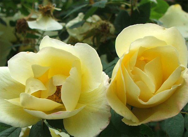  The bush is straining under the weight of many flowers. 