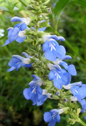  This is one of the perennial salvias I grow. 