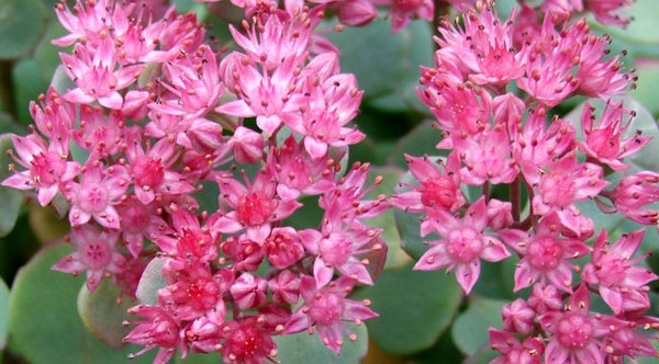  This sedum grows in one of my pots. 