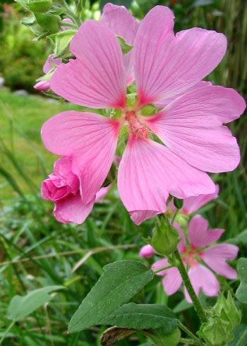  This woody Lavatera is a very useful filler shrub. 