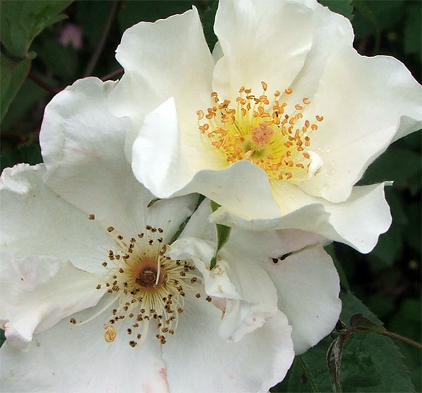  One of the white Sparieshoop roses growing by the pond arch. 