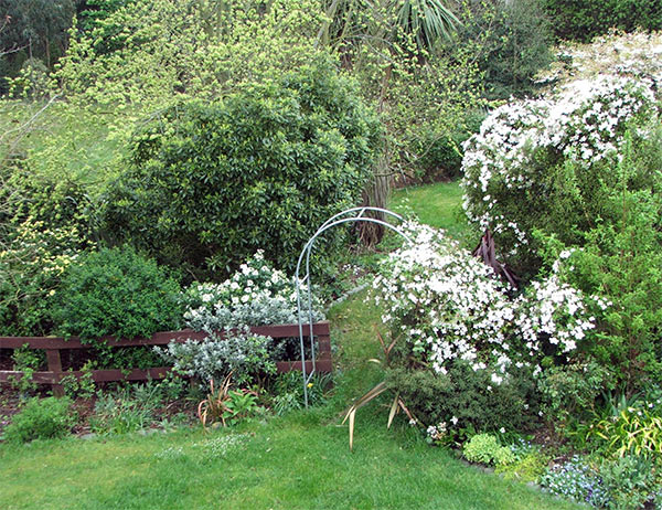  The Clematis is running riot through the Septic Tank Garden. 