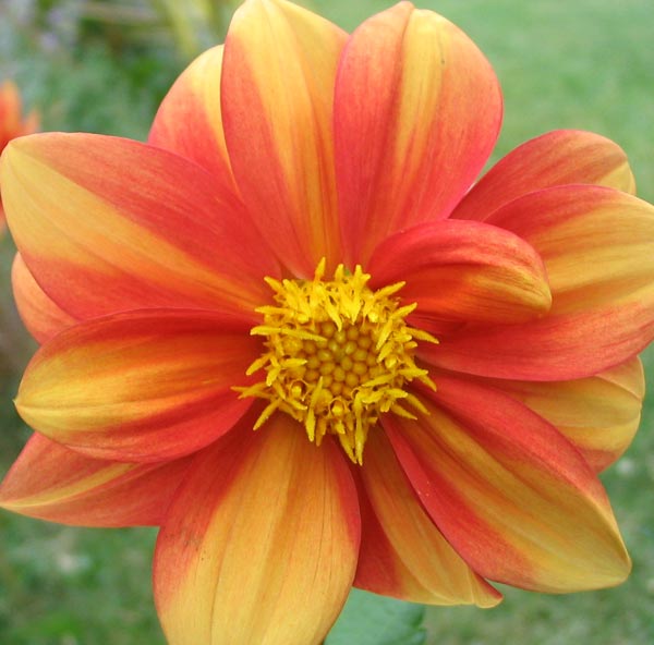  This is one of the dahlias which grows in the house patio garden. 