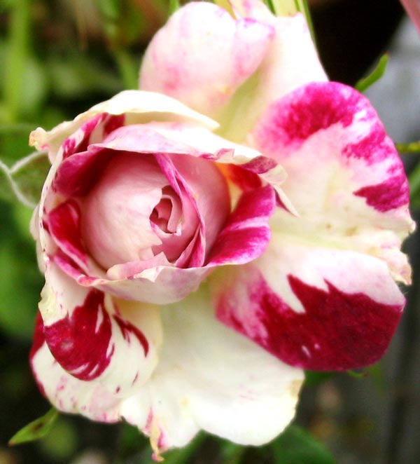  Well watered today at least - this rose is in a house decking pot. 