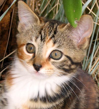 http://www.mooseyscountrygarden.com/garden-journal-05/tabby-kitten-tiger.jpg