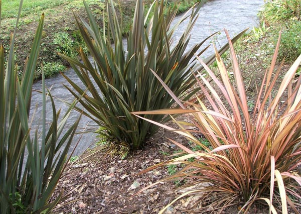  Three upright New Zealand flaxes growing by the water. 