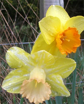  Some of the lovely fence-line daffodils. 