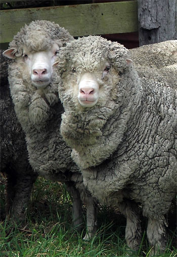  A photograph taken just before shearing - what woolly faces! 