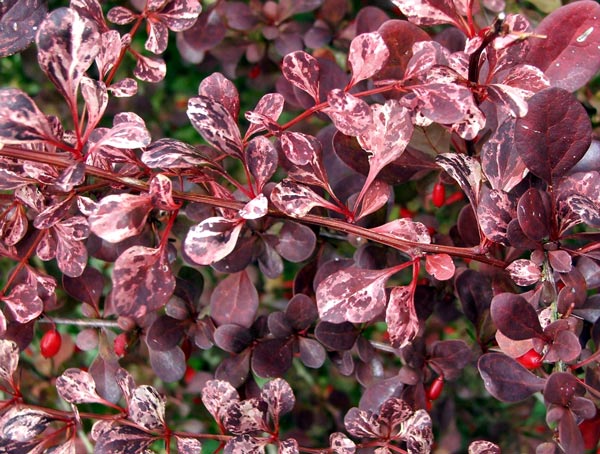  I like this red leafed shrub - the birds provide me with new seedling plants. 