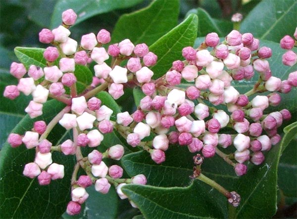  One of the subtle late winter colours in my garden. 