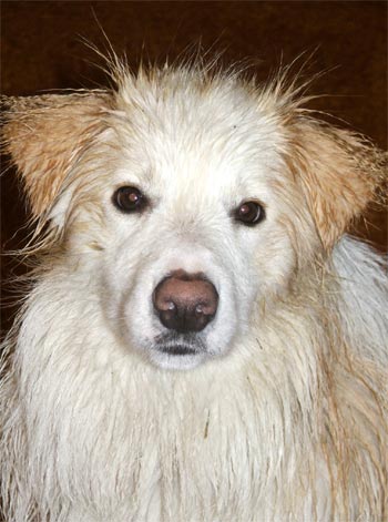  Rusty the puppy showing you his wet look - crimped hair on ears, a darker shade of orange! 