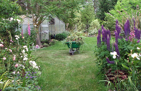  The summer view to the glass-house, with the blue perennial lupins looking beautiful. 